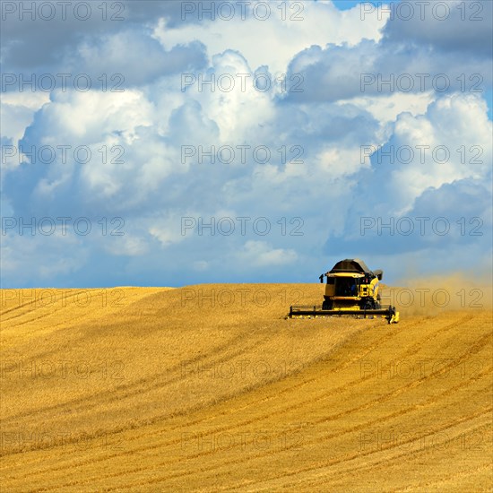 Combine harvester in cornfield harvests barley