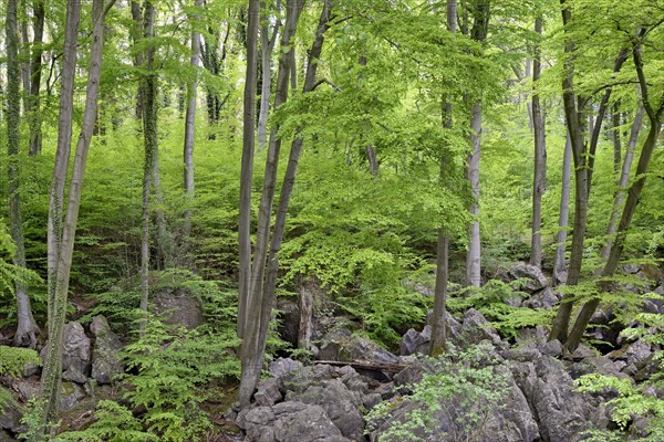 Rugged rock landscape in deciduous forest with Common beeches (Fagus sylvatica)