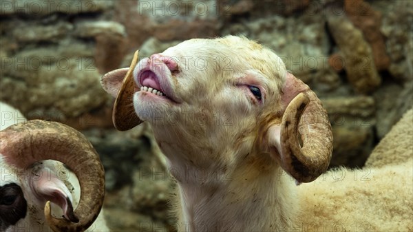 Flehming sheep with horns