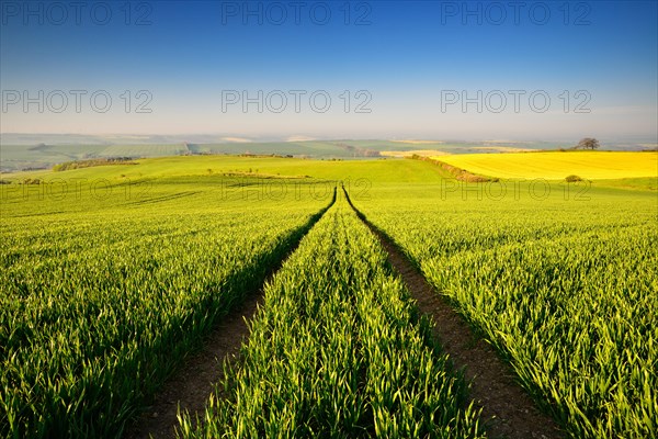 Endless green grain field in spring