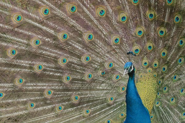 Indian peafowl (Pavo cristatus) adult male bird performing it's display