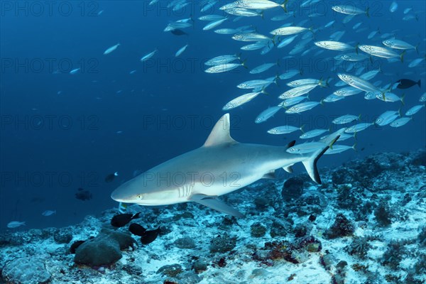 Grey reef shark (Carcharhinus amblyrhynchos)