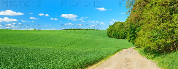 Field path at the edge of a forest through cultural landscape in spring