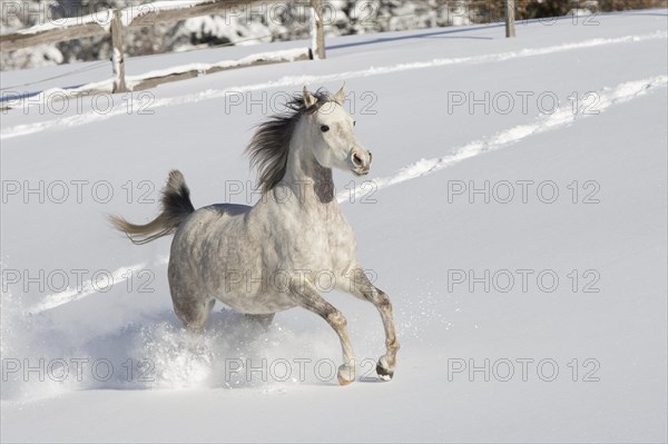 Thoroughbred Arabian mare grey in snow