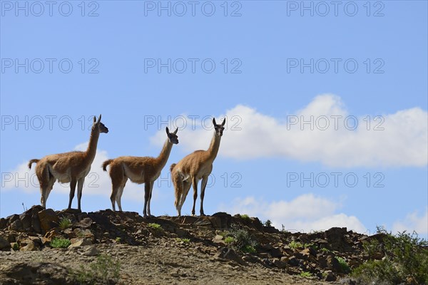 Three Guanacos (Llama guanicoe) keep watch
