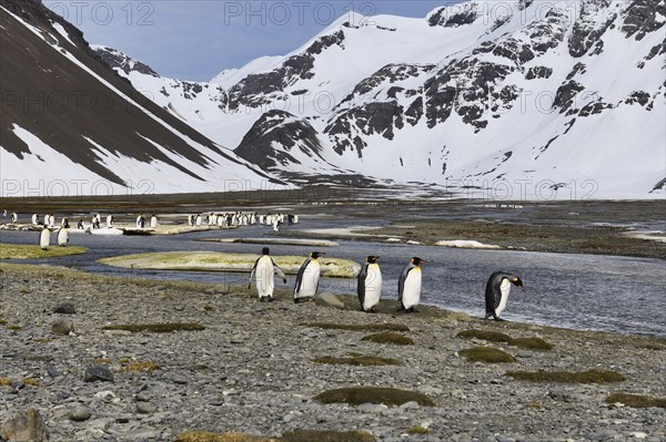 King Penguins (Aptenodytes patagonicus) in the plain of Right Whale Bay