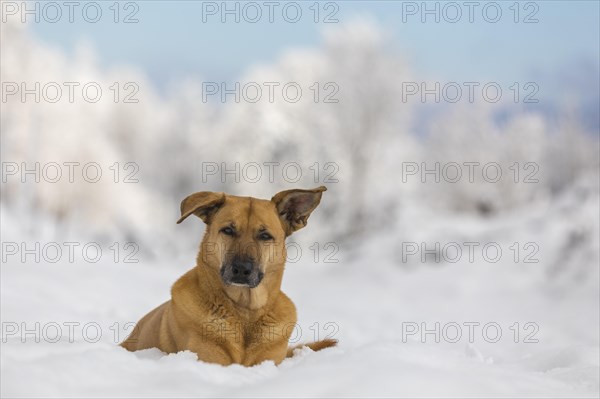 Mixed breed dog