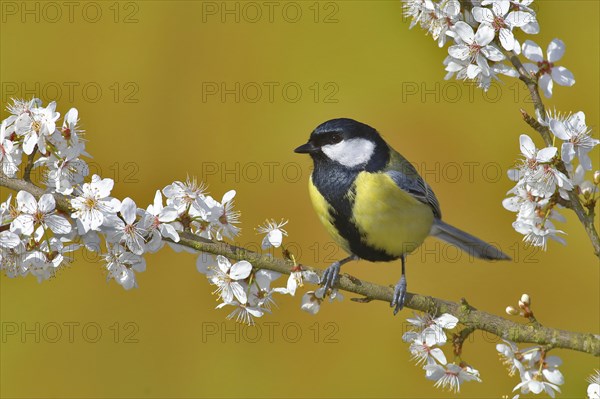 Great tit (Parus major)