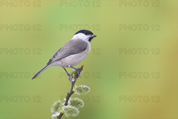 Marsh tit (Parus palustris)