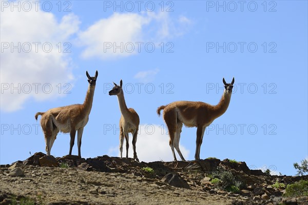 Three Guanacos (Llama guanicoe) keep watch
