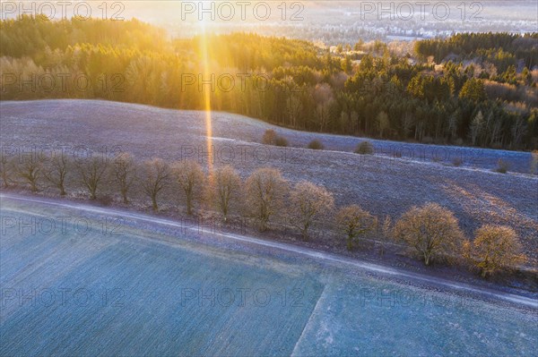 Alley through field and meadow with hoarfrost at sunrise