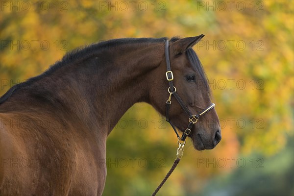 Brown P.R.E. gelding in autumnal portrait