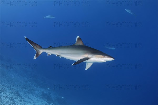 Silvertip shark (Carcharhinus albimarginatus)