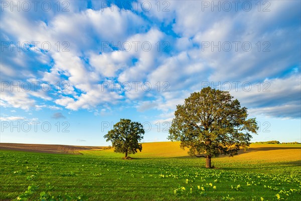 Field with Rape (Brassica napus) Winter seed