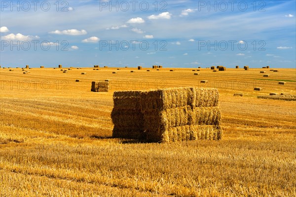 Endless stubble field with bales of straw in summer