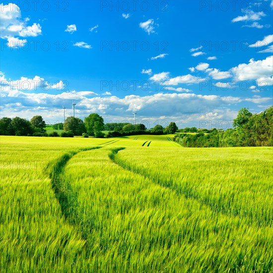 Green barley field in spring