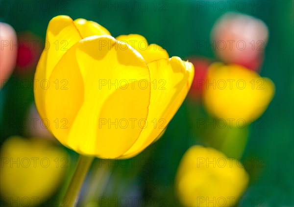 Yellow Tulip (Tulipa)