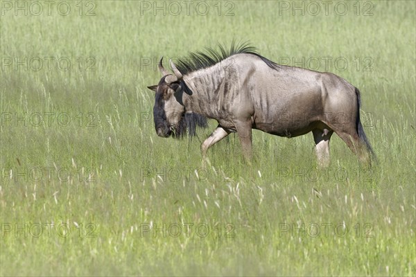 Blue wildebeest (Connochaetes taurinus)