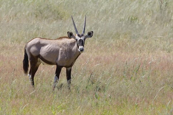 Gemsbok (Oryx gazella)