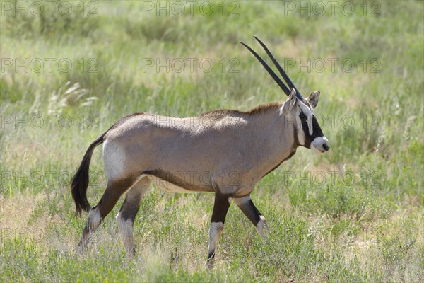 Gemsbok (Oryx gazella)