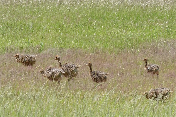 Common ostriches (Struthio camelus)