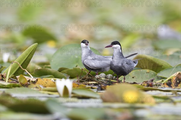 Common tern (Sterna hirundo) at the nest