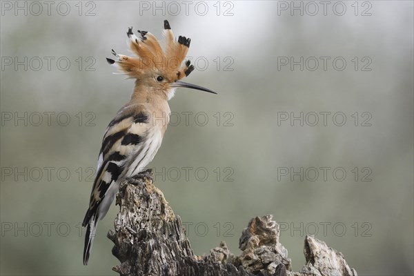 Hoopoe (Upupa epops) on tree stump