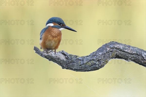 Common kingfisher (Alcedo atthis) on Ansitz