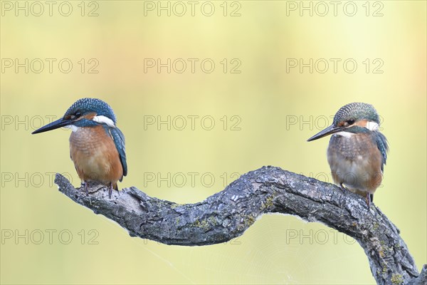 Common kingfishers (Alcedo atthis) on Ansitz