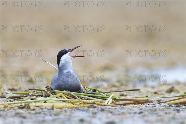 Common tern (Sterna hirundo) at the nest