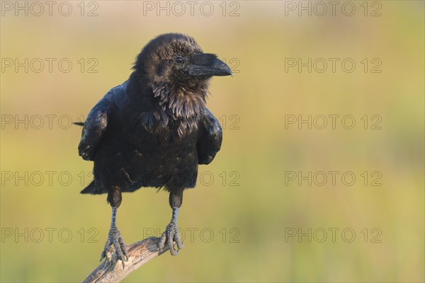 Common raven (Corvus corax) on branch
