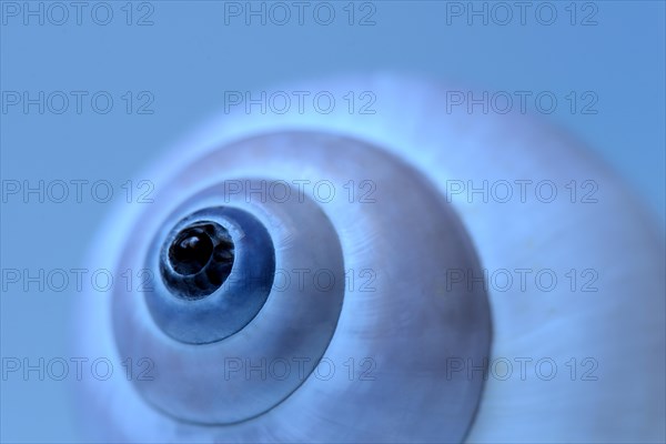 Snail shell