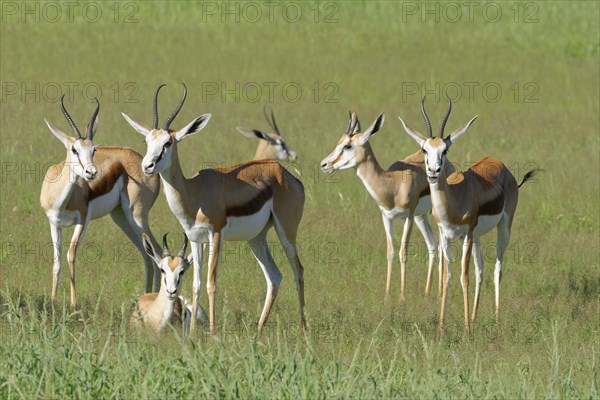 Springboks (Antidorcas marsupialis)