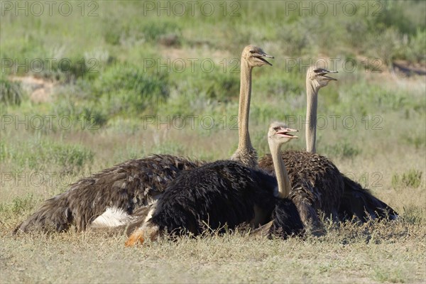 Common ostriches (Struthio camelus)
