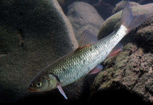 European Chub (Squalius cephalus)
