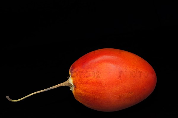 Tamarillo