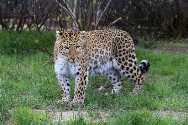 Amur leopard