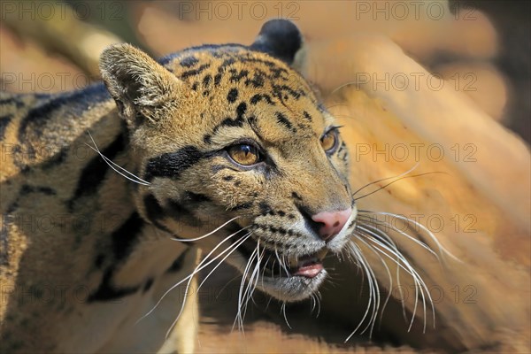 Clouded leopard