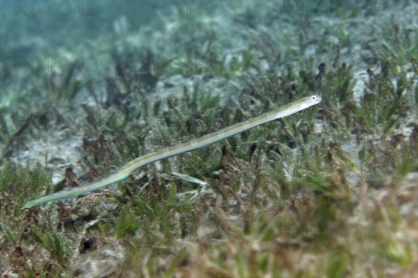 Onespot Wormfish