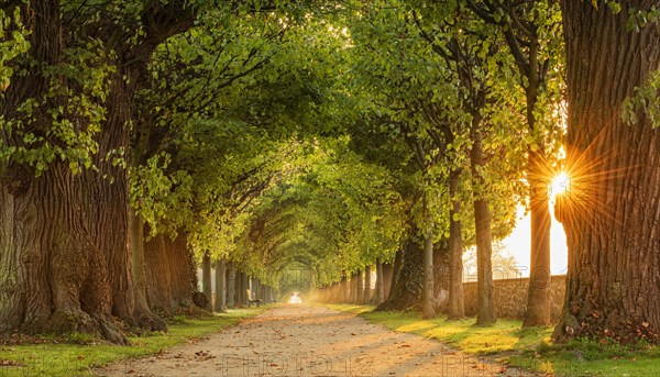 Sun shines through tunnel-like linden avenue
