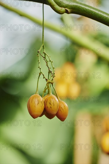 Tree tomato