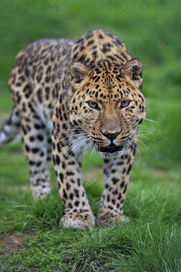 Amur leopard