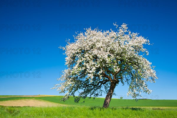 Cherry tree