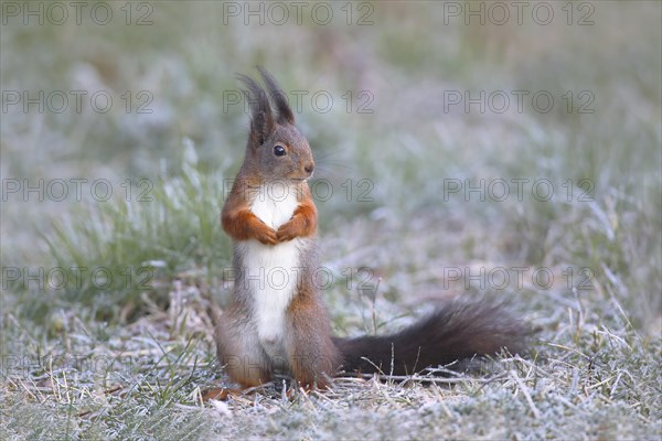 Eurasian red squirrel