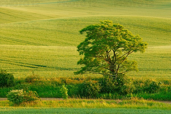 Hilly landscape in the evening light