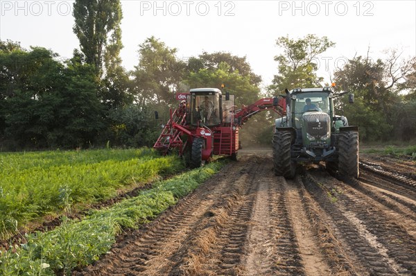 Harvester for carrots during harvesting in the field