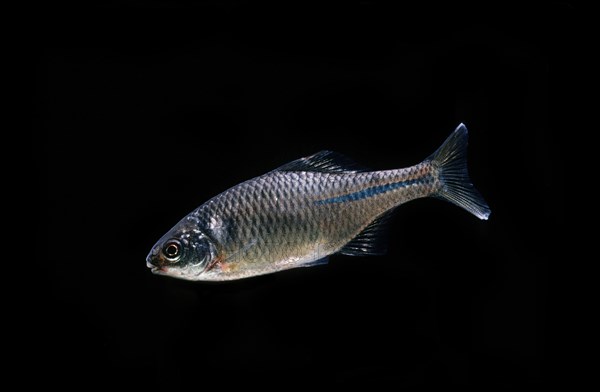 Bitterling