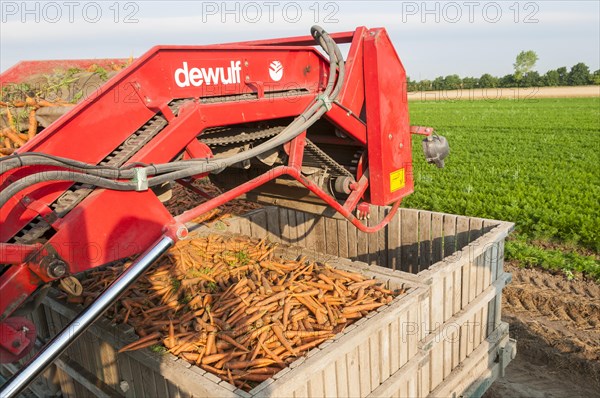 Carrots are harvested with harvesting machine