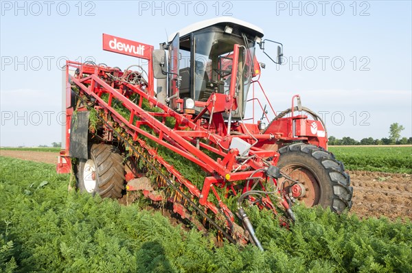 Harvester for carrots