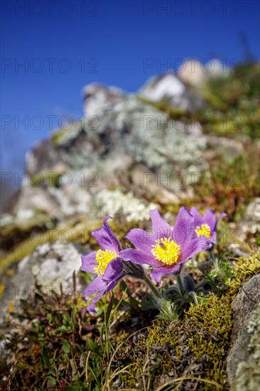 Pasque flowers